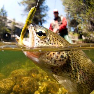 Scientists urge COP26 not to sideline fishery issues