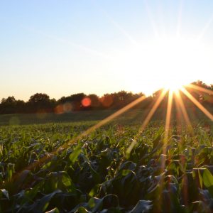 Focus on food technology at climate conference ignores what most of the world’s farmers need, experts say